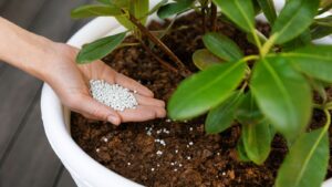 Guide zu Dünger im Cannabis-Anbau von Starnabis