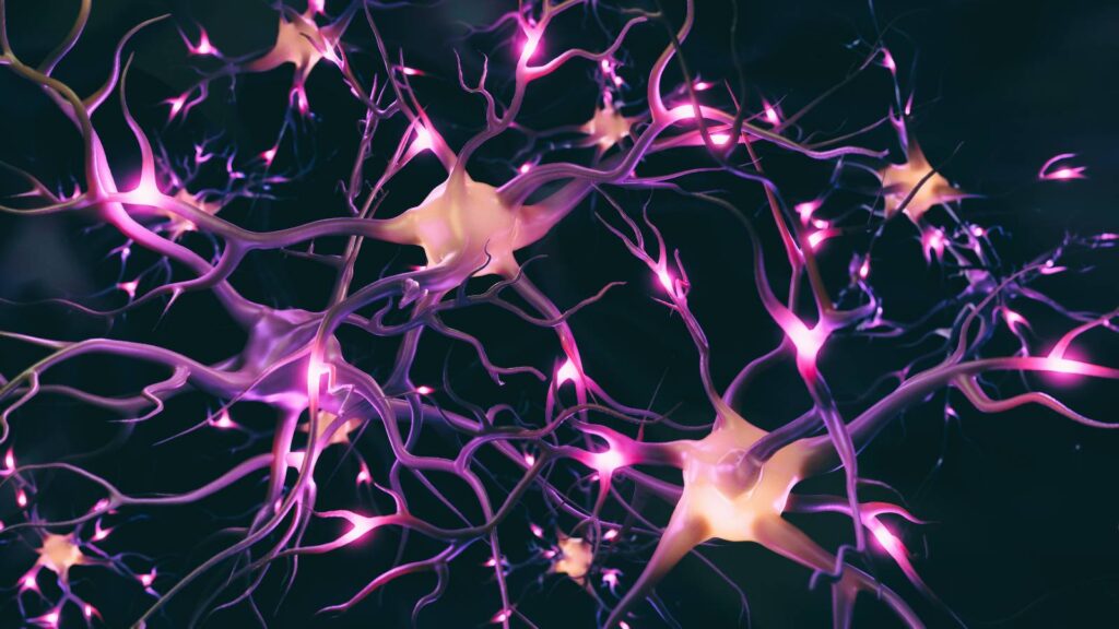 Die Rolle von CB-1 und CB-2 Rezeptoren im Endocannabinoid System