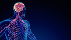 Das Endocannabinoid-System (ECS) - Das Wunderwerk der Natur